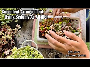 Succulent Arrangement Using Sedums as a Filler