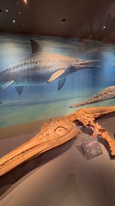 Welcome to the family! We were rocked by the news from the Rock Chicks – a 7.1m Platypterygius australis, around 90% complete and now Australia’s most complete ichthyosaur fossil! This incredible specimen will join the Australian Age of Dinosaurs collection. Want to meet another near-complete ichthyosaur? You can see ours on display now in Dinosaurs Unearthed at Queensland Museum Kurilpa. #Ichthyosaur #Fossil #MarineReptile #Palaeontology #DinosUnearthedQM | Queensland Museum Kurilpa