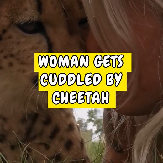 This woman shows off the wonderful moment she got cuddled by an adorable yet intimidating cheetah! 🐆 | Happiest