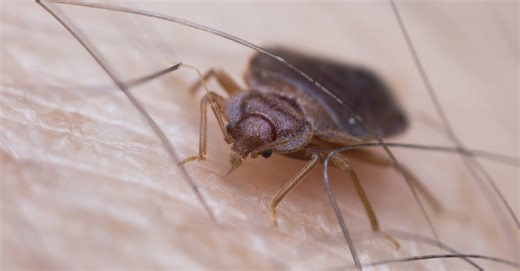 Bed Bug Bites: The Telltale Signs You’re Being Bitten at Night