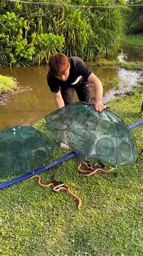 Homemade Bait Balls with Umbrella Net Trap | Eel Fishing Technique