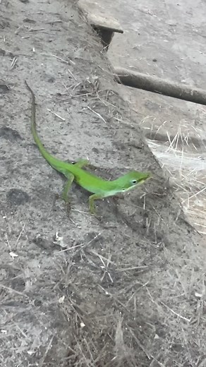 Just saved a bunch of money on boaters insurance by switching to geico 😂⚓️ #fiberglass #boats #florida #fishing #ocean #marine #building #paint #pov #spray #grind #music #boatfails #like #comment #share #follow #viral #facebook #instagram #tiktok #youtube #reels #shorts #fyp #win #work #boatmanwoah #geico #comedy | The Woah show