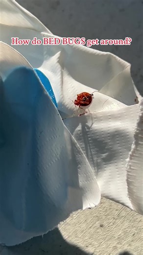 Bed bugs are really good at moving around. A thorough bed bug service should include treatment of your WHOLE HOME! 🏡 #pestcontrol #fyp #foryou #gross #travel #nyc #longisland #philly #philadelphia #explore #viral #bugs #longisland #bedbugs #infestation #smallbusiness
