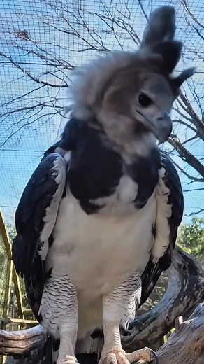 Harpy eagle 👇 | Nature And Wildlife