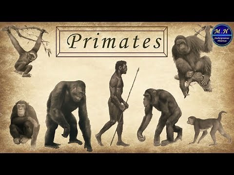 La evolución del Hombre
