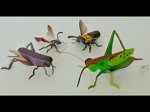 キリギリス・エンマコオロギ・クマバチ・ジガバチ