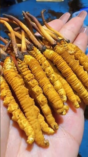 The Mysterious “Caterpillar Fungus” Worth Thousands #shortsvideo