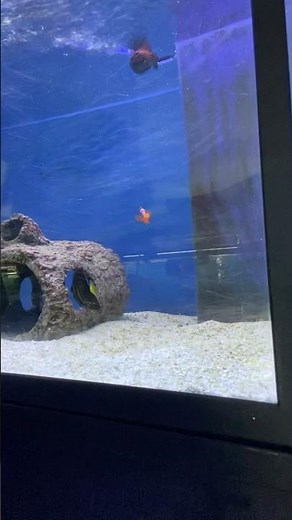 Finding Nemo with sean Blais