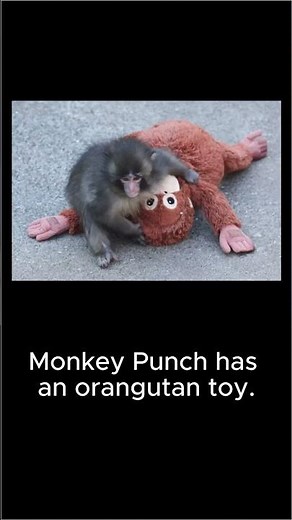 Orangutan meaning | English Note