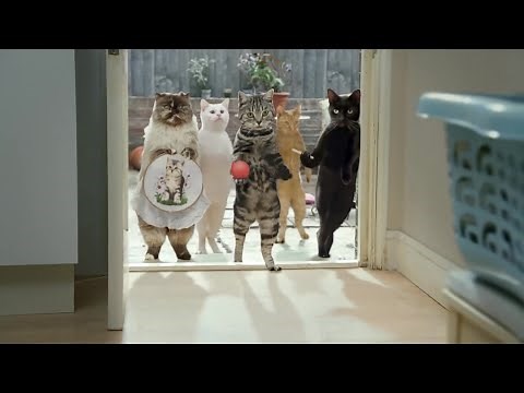 Cravendale Milk - Gangs of Cats with Opposable Thumbs TV Commercial | UK TV ADVERT 2011