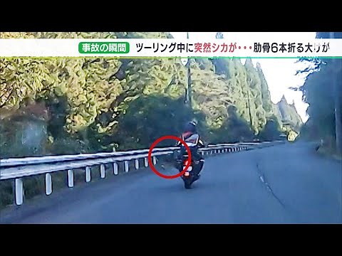【詳報】「まさか自分がぶつかるなんて」シカとオートバイ衝突の一部始終 10月はシカが絡む事故最多で要注意