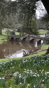 1.3K views · 108 reactions | It's snowdrop season, a sure sign that spring is on the way!  Have you spotted any where you are?  @ntstourhead National Trust Stourhead, VisitWiltshire | VisitEngland | Facebook