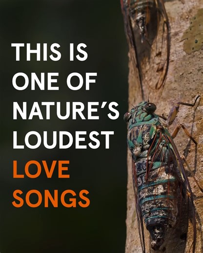 The sound of summer ☀️ The cacophony of cicadas is a quintessential part of the Australian summer, but did you know that it is only the males who sing? We spoke to Giovanni Ramon Cabrera, the AM’s Collection Manager, Entomology to learn more about these noisy critters. Find out more here: https://bit.ly/3ZqOh2h | Australian Museum