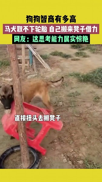 狗狗智商有多高，馬犬取不下輪胎，自己搬來凳子借力。網友：這思考能力屬實驚艷 #宠哈哈
