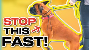 83K views · 2.3K reactions | How do you train your dog to walk better...