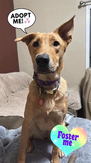 Love Connection Dog Rescue on Reels