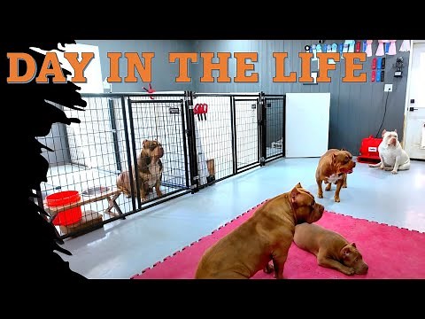 Behind The Scenes: A Day In The Life Of A Dog Breeder | Kennel Management & Set-up