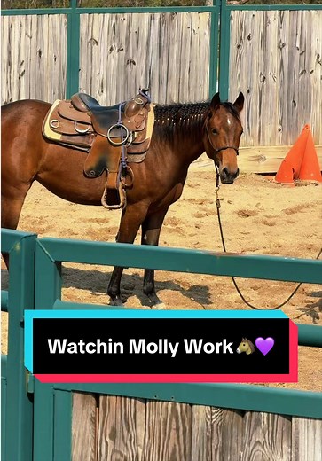 Watchin Molly Work | Horse Training & Care