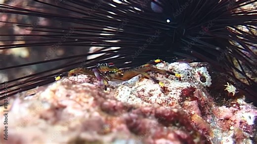An arrow crab finds refuge near the sharp spines of a sea urchin. This interaction happened in the clear waters of Papua New Guinea and Indonesia.