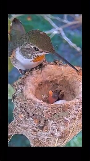 🪶 Hummingbird Mom Feeding Chicks in Nest – Backyard Wildlife @NatureStalker_