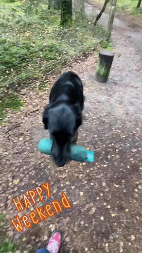 Heavenmoor Pearls Flat-Coated Retriever on Reels