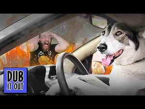 Dogs Driving CARS?! - Dub It Out