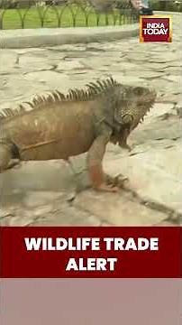 Endangered species convention proposes new rules to regulate booming global trade in exotic pets