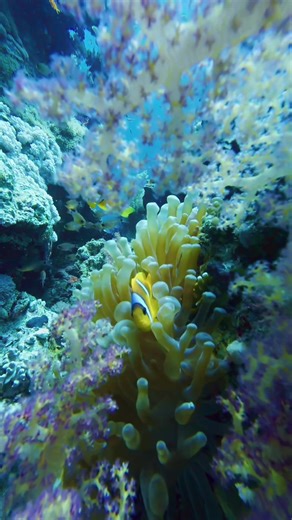 Finding Nemo 🐠🤿 #scuba #diving #egypt #redsea #traveltok