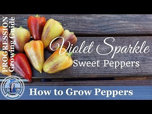 How to Grow Peppers (PROGRESSION) Growing Guide - Violet Sparkle Bell Peppers