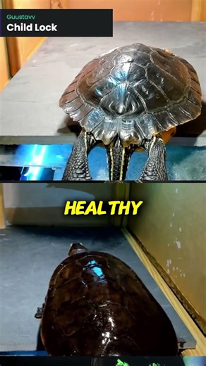 If your turtle NEVER basks… watch this 👀
