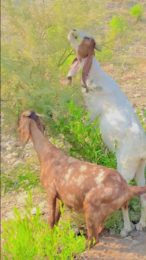 Hungry Sheep and Goats Grazing in Nature