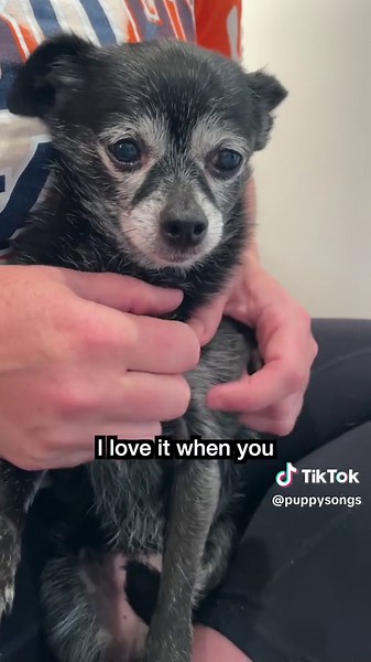 More pls 👀 #fyp #puppysongs | Puppy Songs