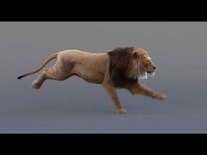 Lion Animated in Maya