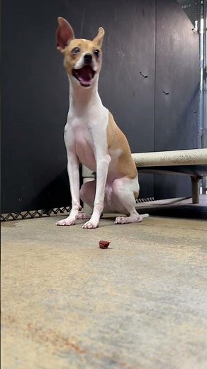 Adopted Chihuahua Returned To Rescue—Help His Care Team Afford His Urgent Surgery [STORY BELOW]