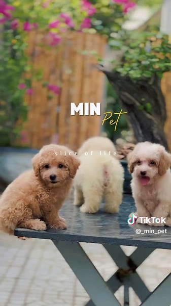 Min_Pet luôn có các bé cún đáng yêu chờ các tình yêu đặt tên ! ❤️🐶🐶🐶
