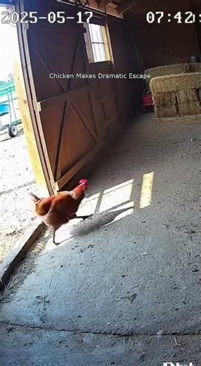 Hilarious Farm Fails: Chicken's Crazy Exit Caught on Camera!