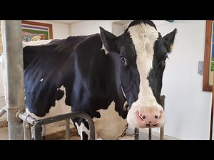 Dairy Barn Virtual Tour for National Milk Day
