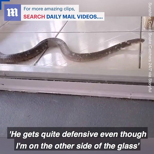 36K views · 127 reactions | This family found the second most venomous snake roaming their home!  | Daily Mail Video | Facebook