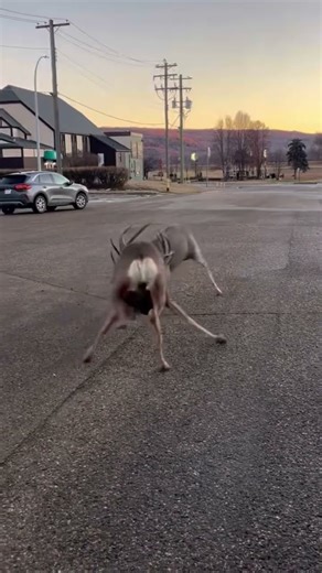 Two bucks fighting. #mulies #muledeer #rut #hunting #viral