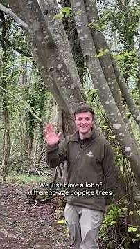 What is coppicing? 🔎