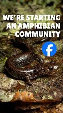Join our community to learn about the vast array of amphibian species that inhabit the region!