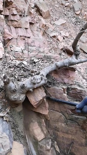 Exploring the Art of Bonsai Cultivation