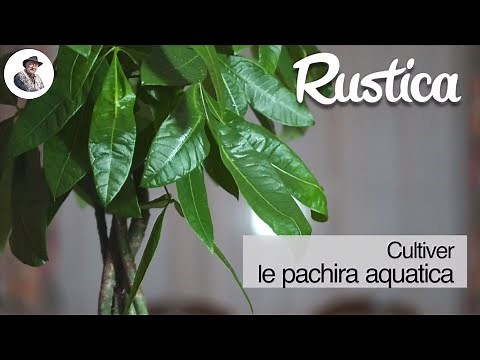Cultiver le Pachira aquatica