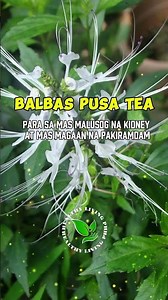 Balbas Pusa Tea for Stronger Kidney Support and Better Daily Wellness | @HEALTHYLIVINGPH #shorts
