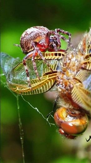 Spider Checks Its Prey – A Dramatic Dragonfly Moment #dragonfly #spider #nature