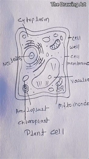 How to Draw a Plant Cell ! step by step #easydrawing #shorts