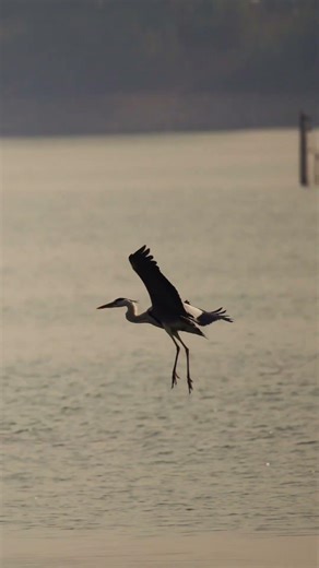 Majestic Grey Herons in the Wild | Bird Photography with Canon R6 Mark II + RF 800mm F11