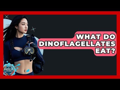 What Do Dinoflagellates Eat? - The Marine Life Explorer