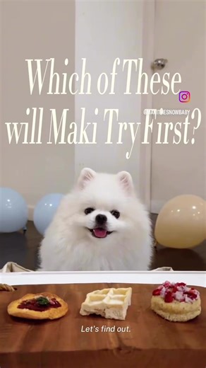 Dog Taste Test Challenge: Hooman Made Snacks
