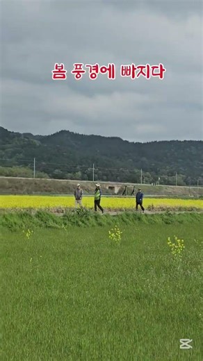 노란 유채꽃 물결 속으로 🌼 봄날 힐링 산책길 #유채꽃 #유채꽃밭 #봄풍경 #봄산책 #힐링영상